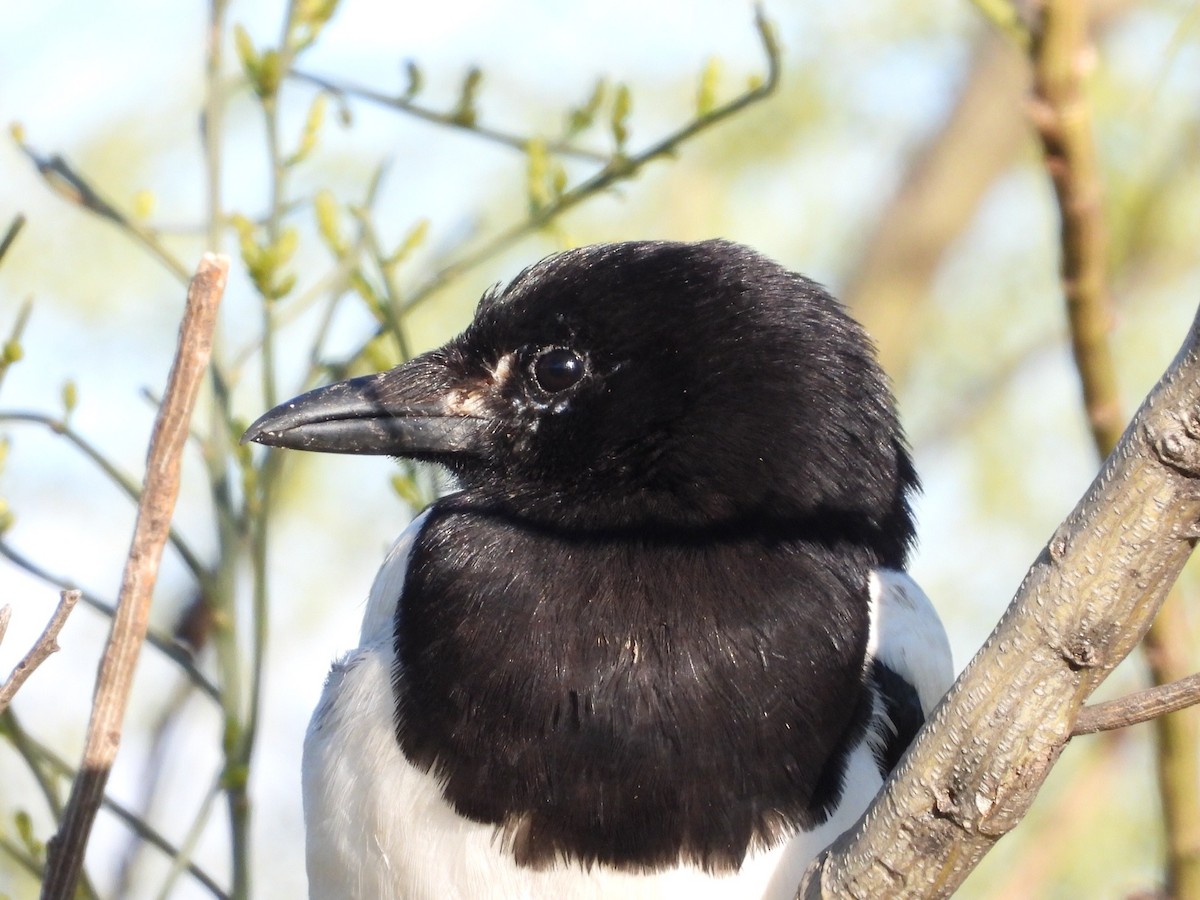 Eurasian Magpie - Eugenio Collado