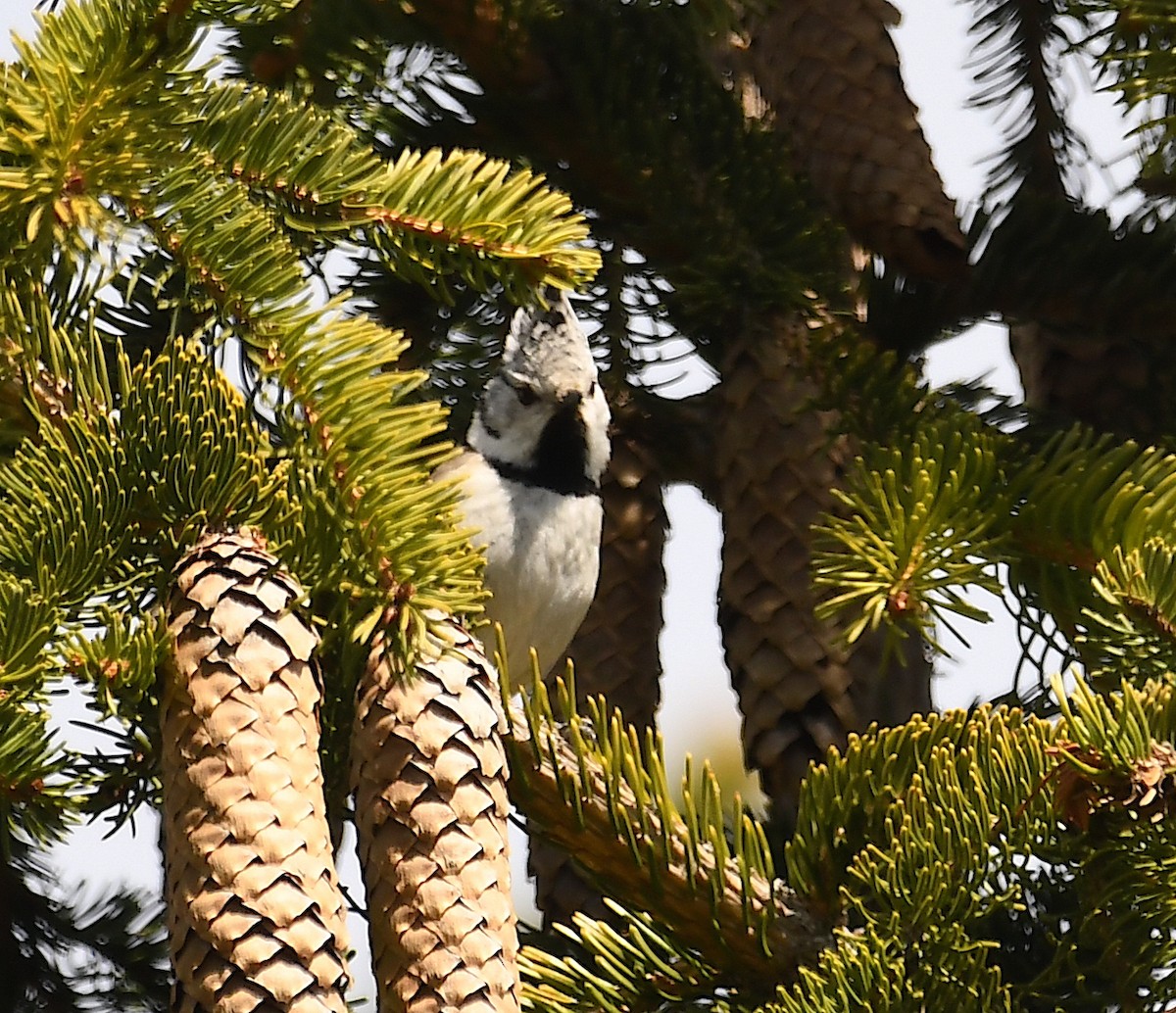 Crested Tit - Василий Калиниченко