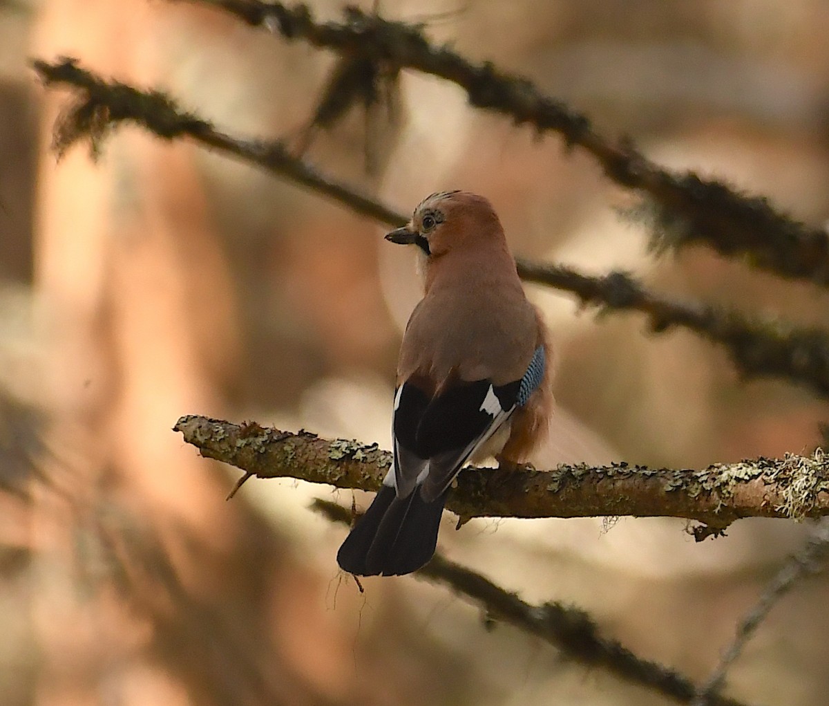 Eurasian Jay - Василий Калиниченко