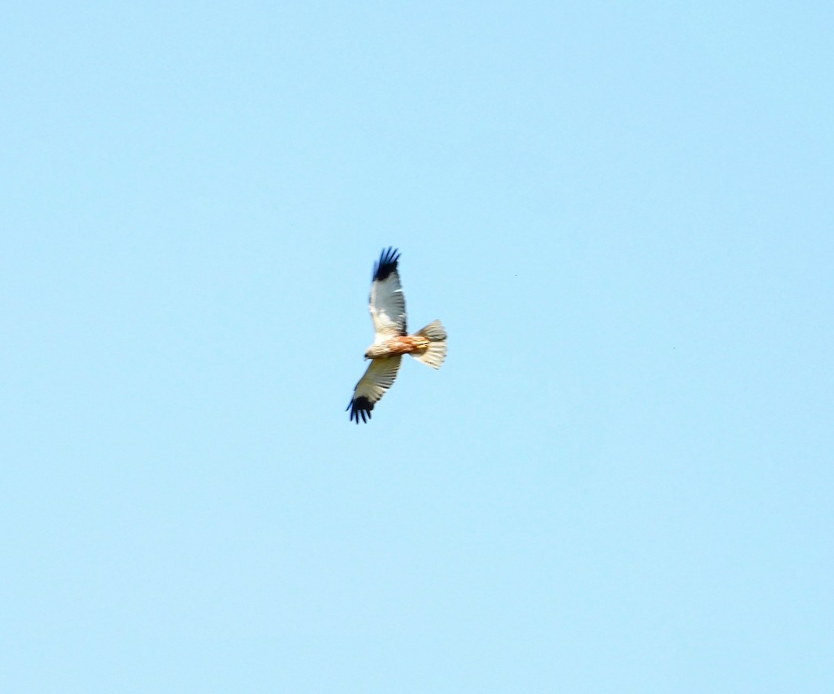 Western Marsh Harrier - ML618075232