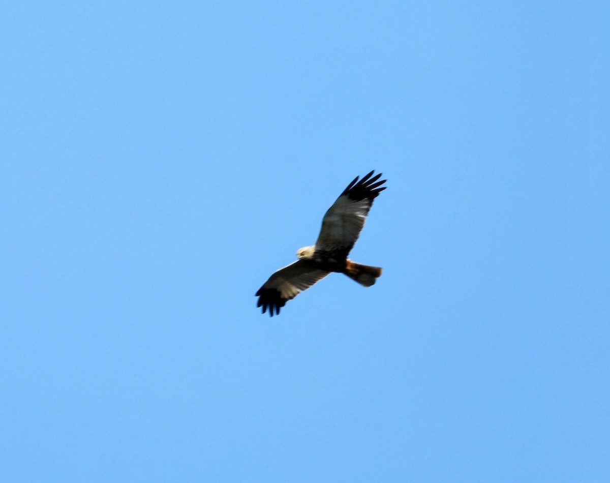 Western Marsh Harrier - ML618075233