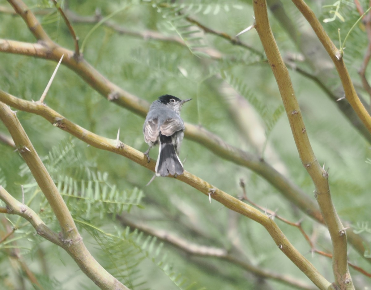 Black-tailed Gnatcatcher - Paul Linton