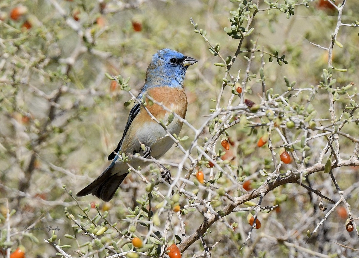 Lazuli Bunting - Catherine Zinsky