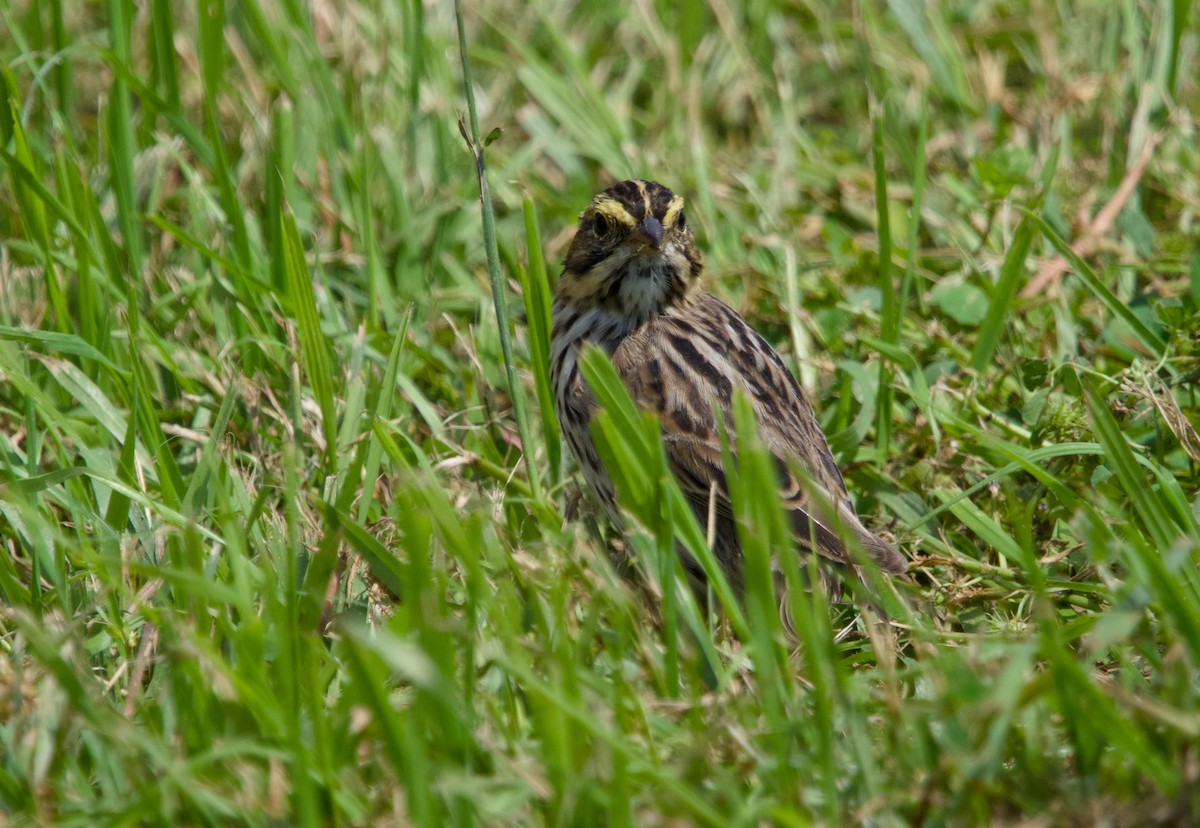 Savannah Sparrow - Alan Desbonnet