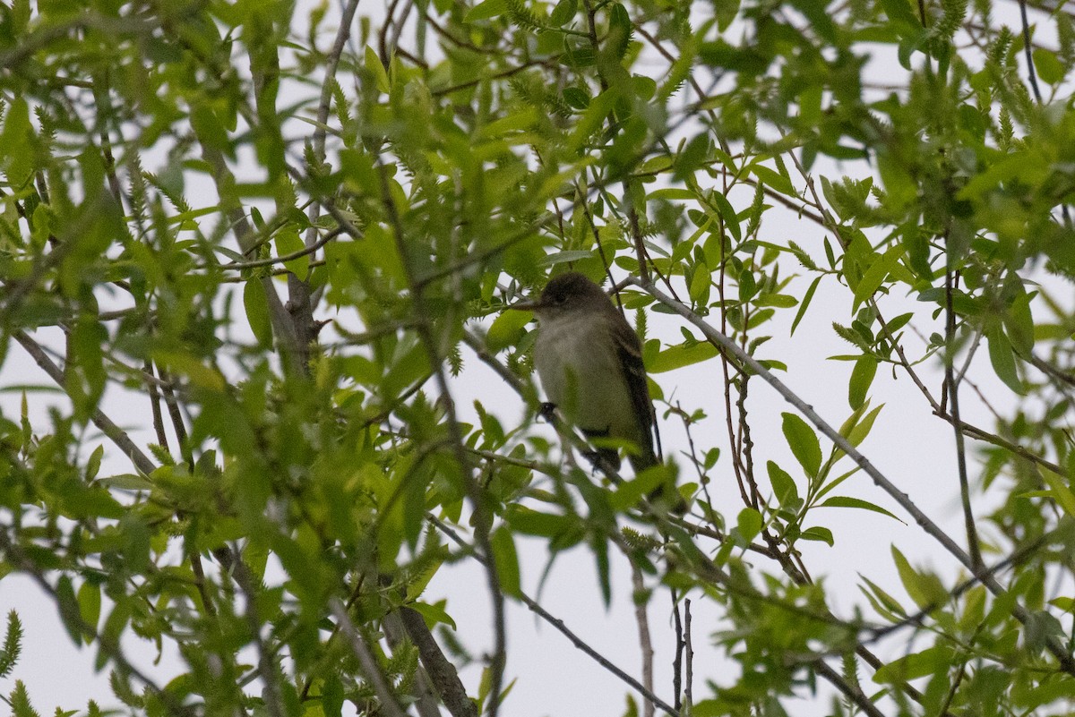 Willow Flycatcher - Andy Wilson