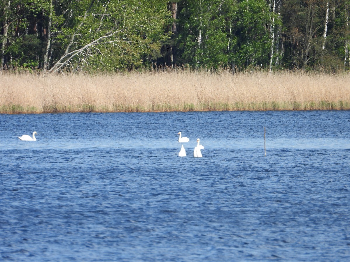 Mute Swan - ML618075309