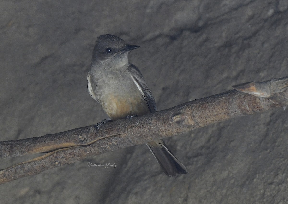 Say's Phoebe - Catherine Zinsky