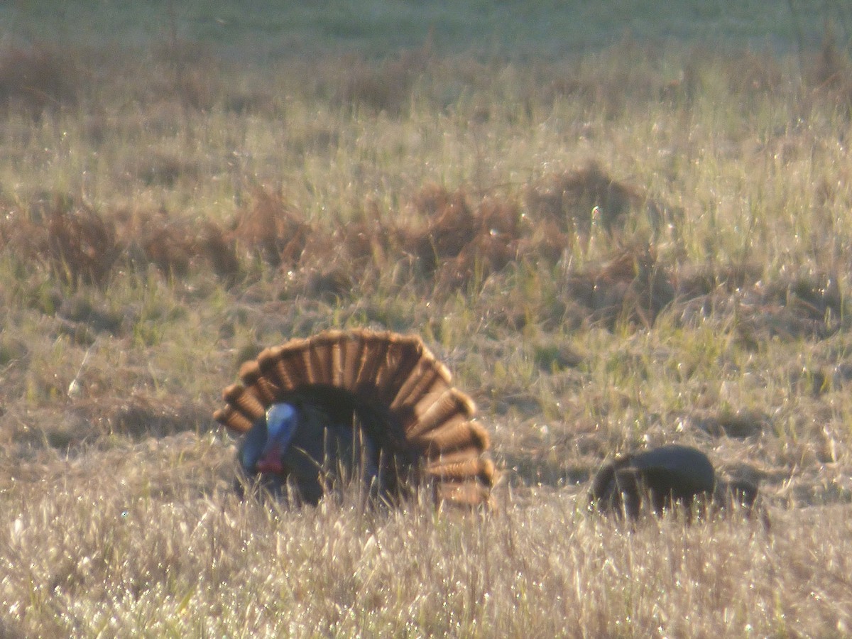 Wild Turkey - ML618075333