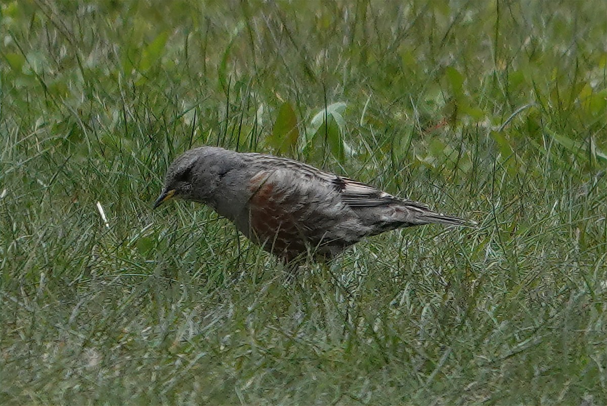 Alpine Accentor - ML618075335