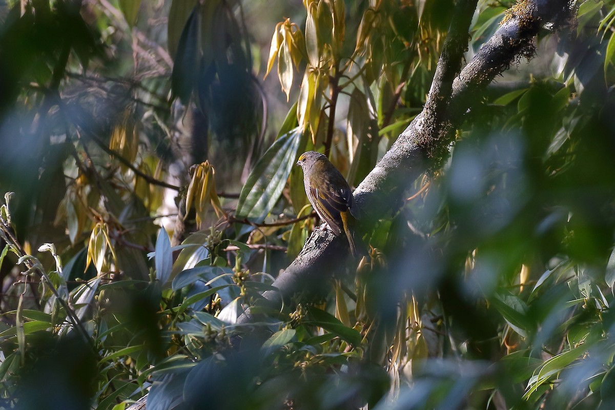 Crimson-browed Finch - Tushar Tripathi