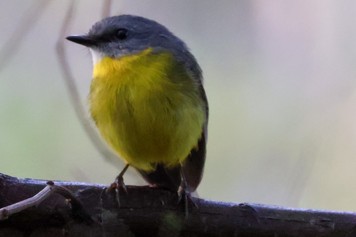 Eastern Yellow Robin - Sonia Boughton