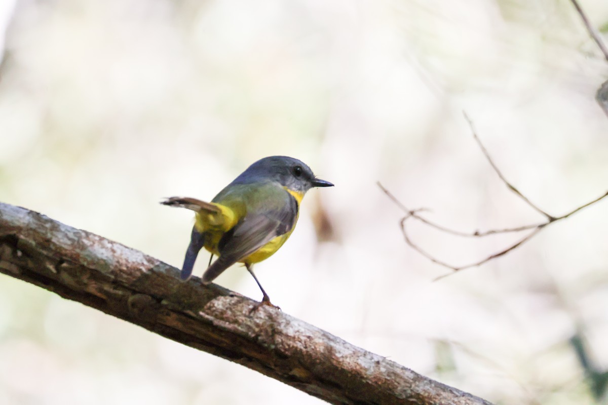 Eastern Yellow Robin - Sonia Boughton