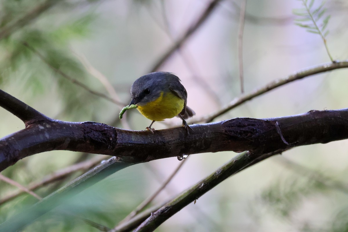 Eastern Yellow Robin - ML618075386