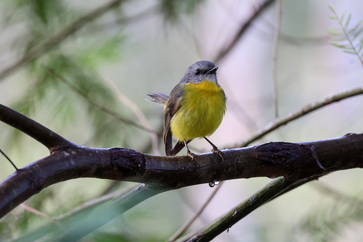 Eastern Yellow Robin - Sonia Boughton