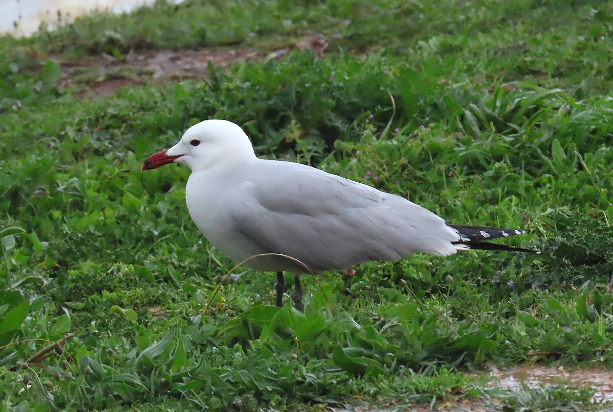 Gaviota de Audouin - ML618075394