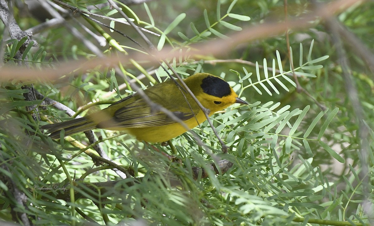 Wilson's Warbler - ML618075423