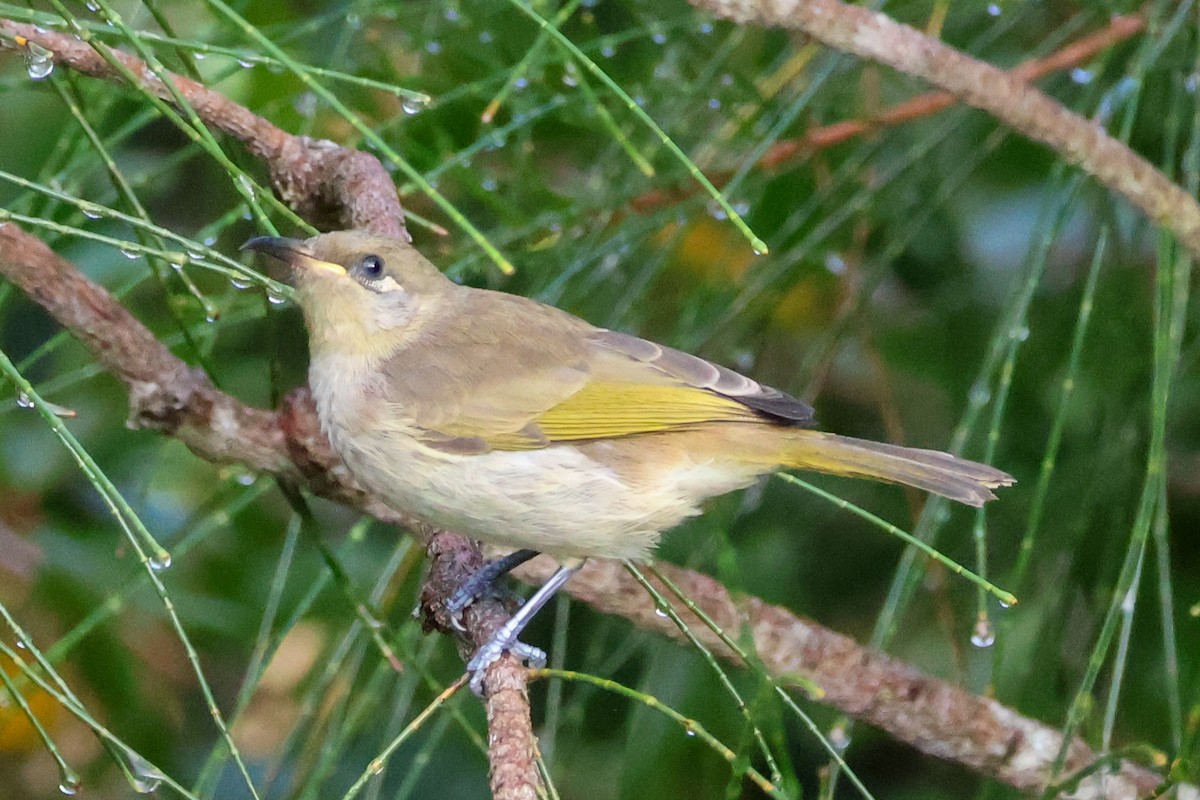 Brown Honeyeater - ML618075424