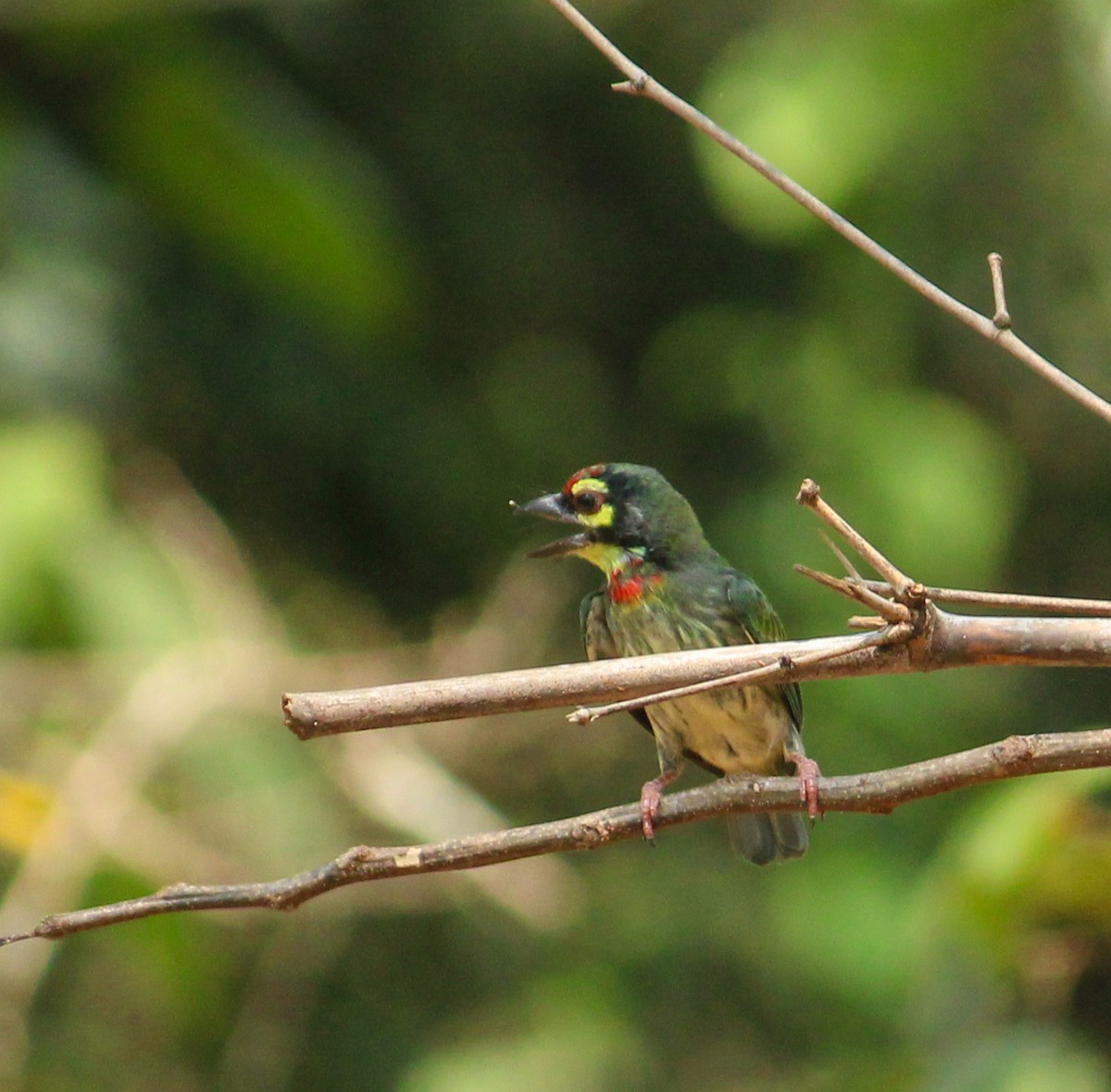 Coppersmith Barbet - Vishnu TS