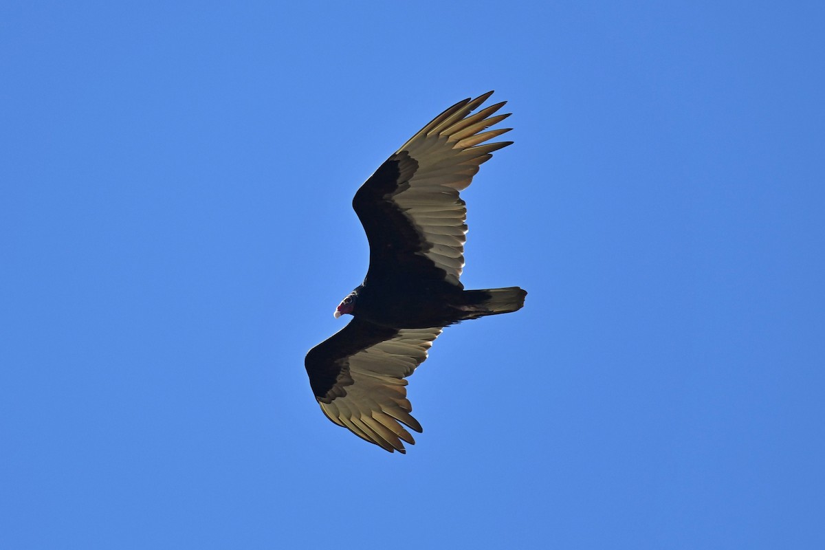 Turkey Vulture - ML618075450