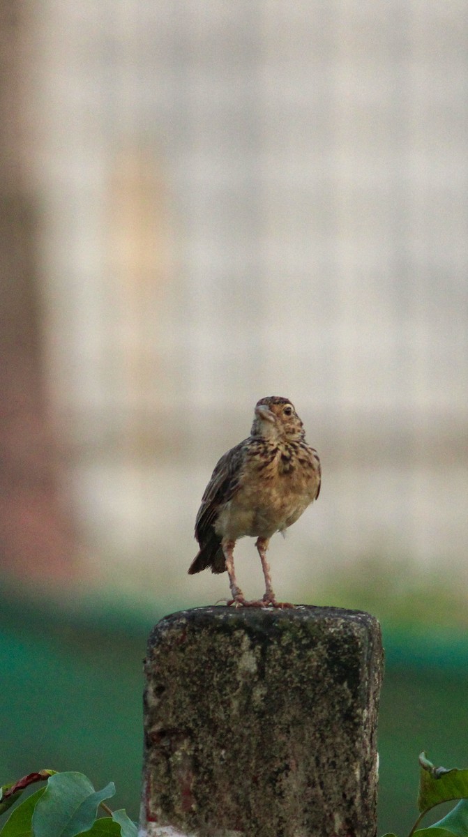 Jerdon's Bushlark - Vishnu TS