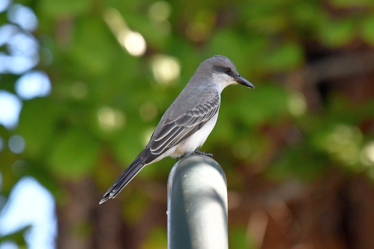 Gray Kingbird - ML618075460