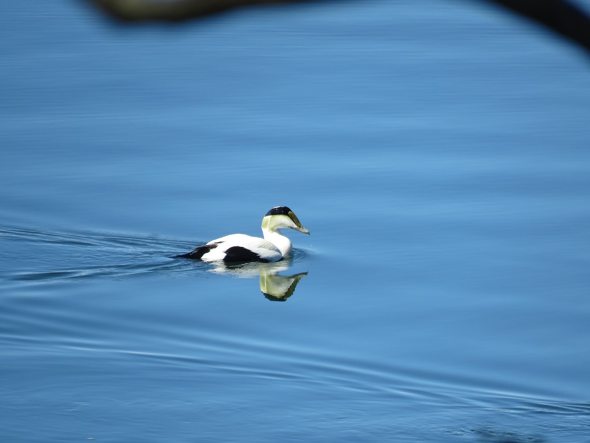 Common Eider - Curtis Mahon