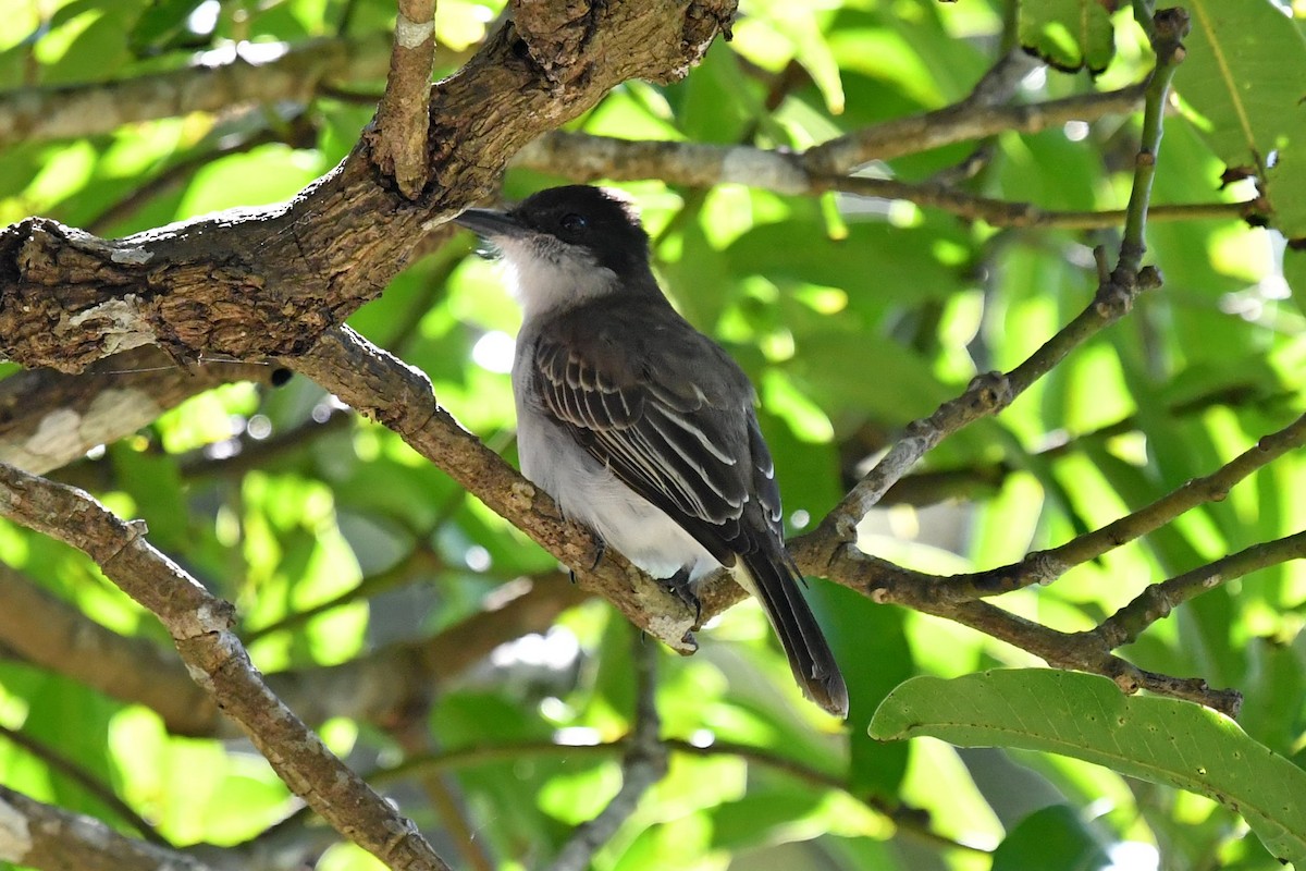 Loggerhead Kingbird - Joel Trick