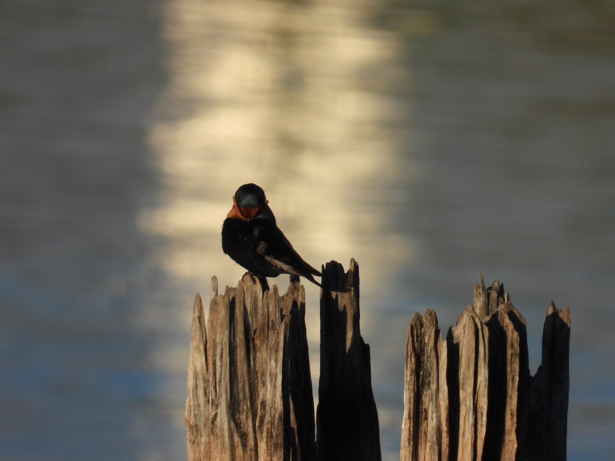 Welcome Swallow - Andrew Guy