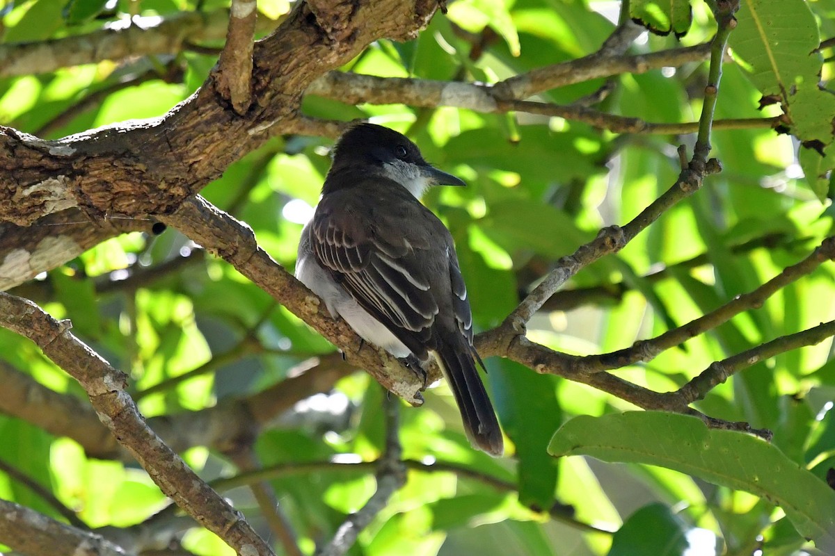 Loggerhead Kingbird - ML618075479