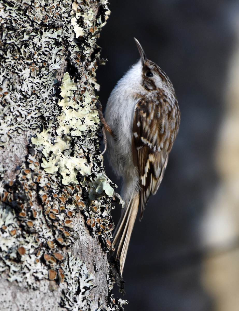 Brown Creeper - Jada Fitch