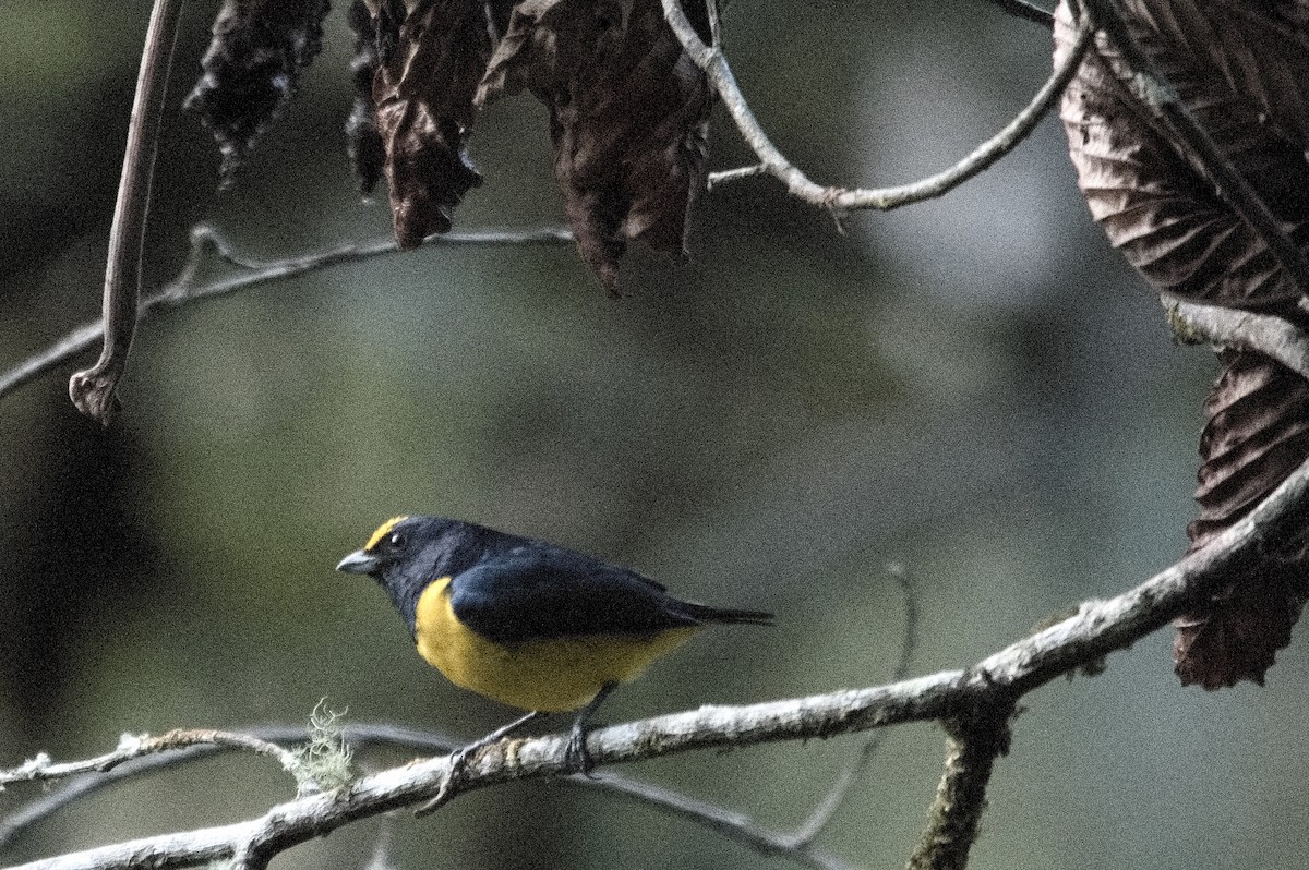 Spot-crowned Euphonia - Kevin Thompson