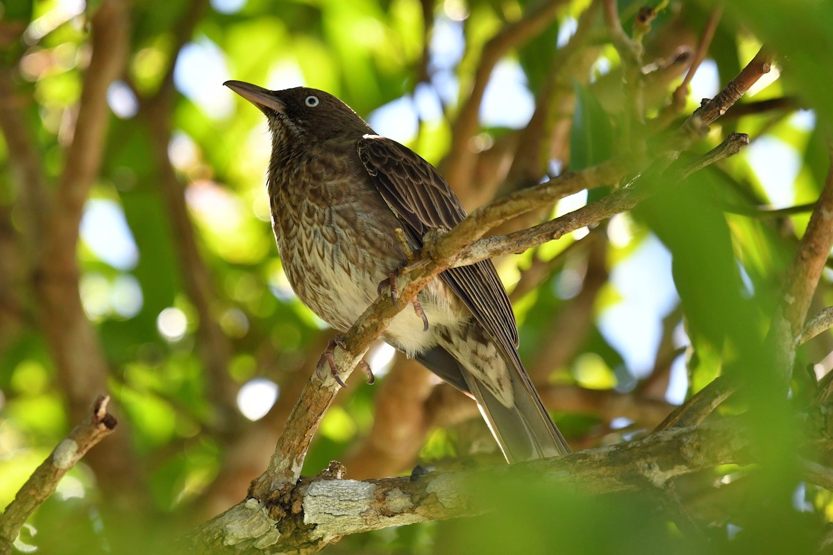 Pearly-eyed Thrasher - ML618075499