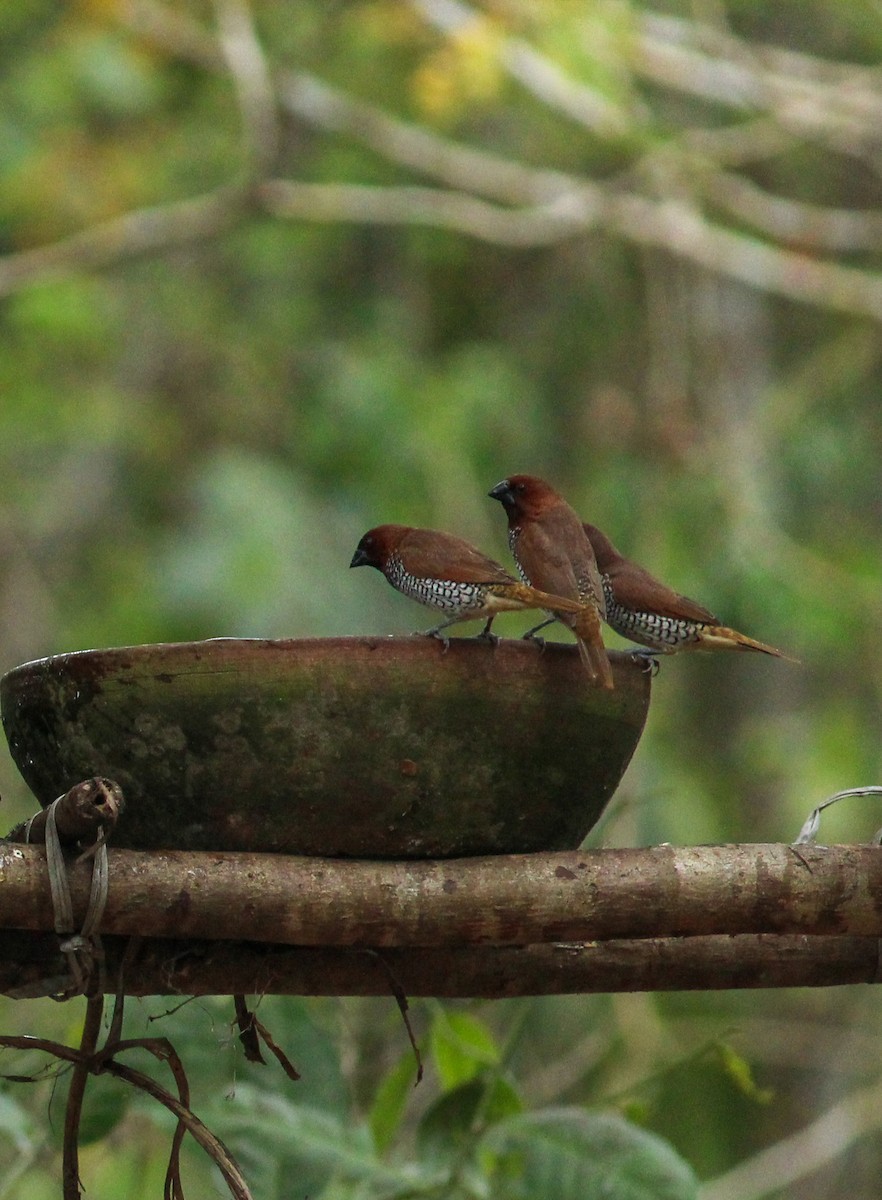 Scaly-breasted Munia - ML618075501