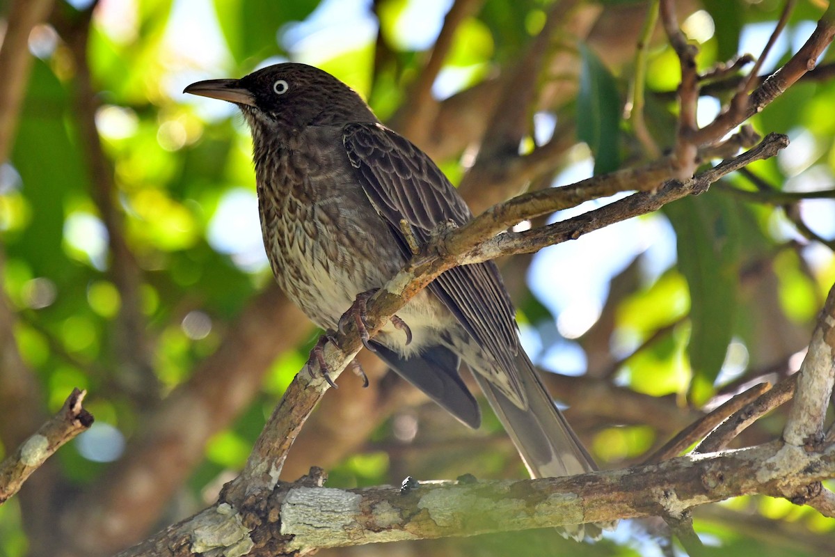 Pearly-eyed Thrasher - ML618075504