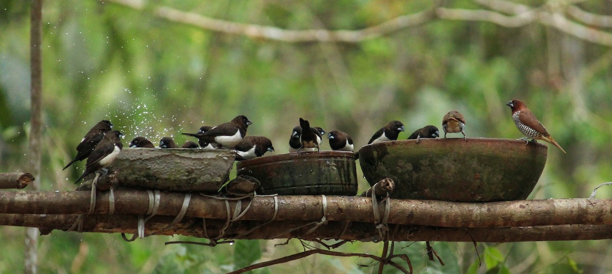 White-rumped Munia - ML618075509