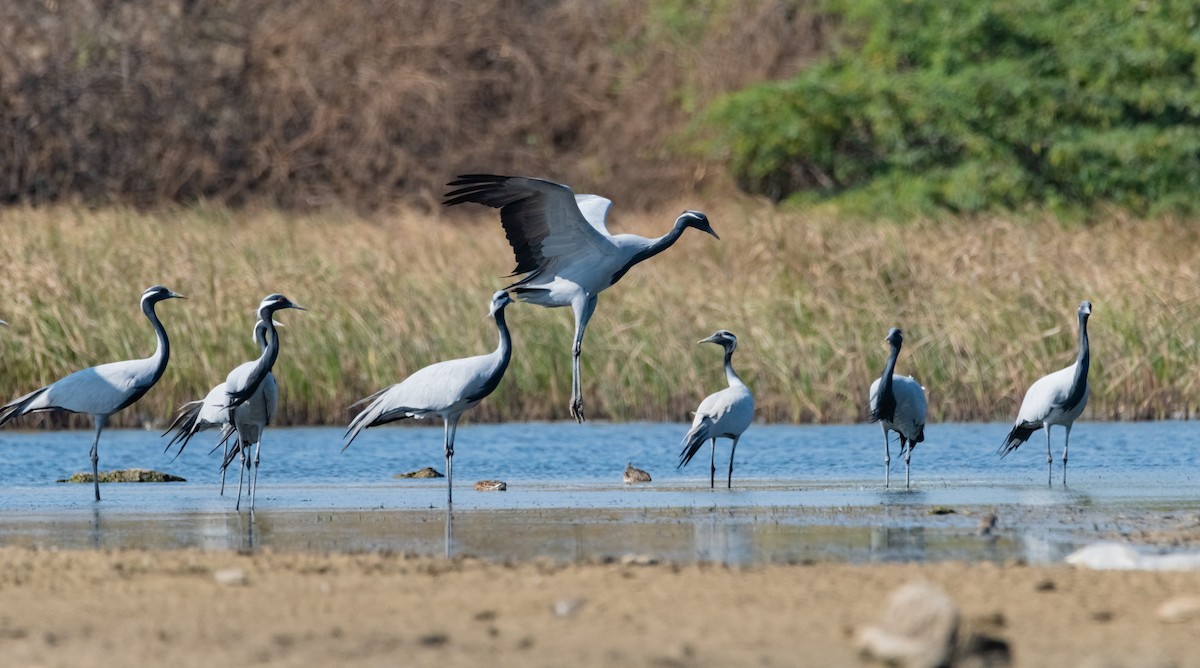 Demoiselle Crane - Arun Raghuraman