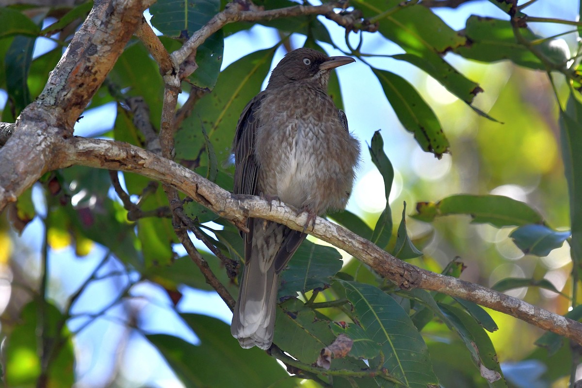 Pearly-eyed Thrasher - ML618075514