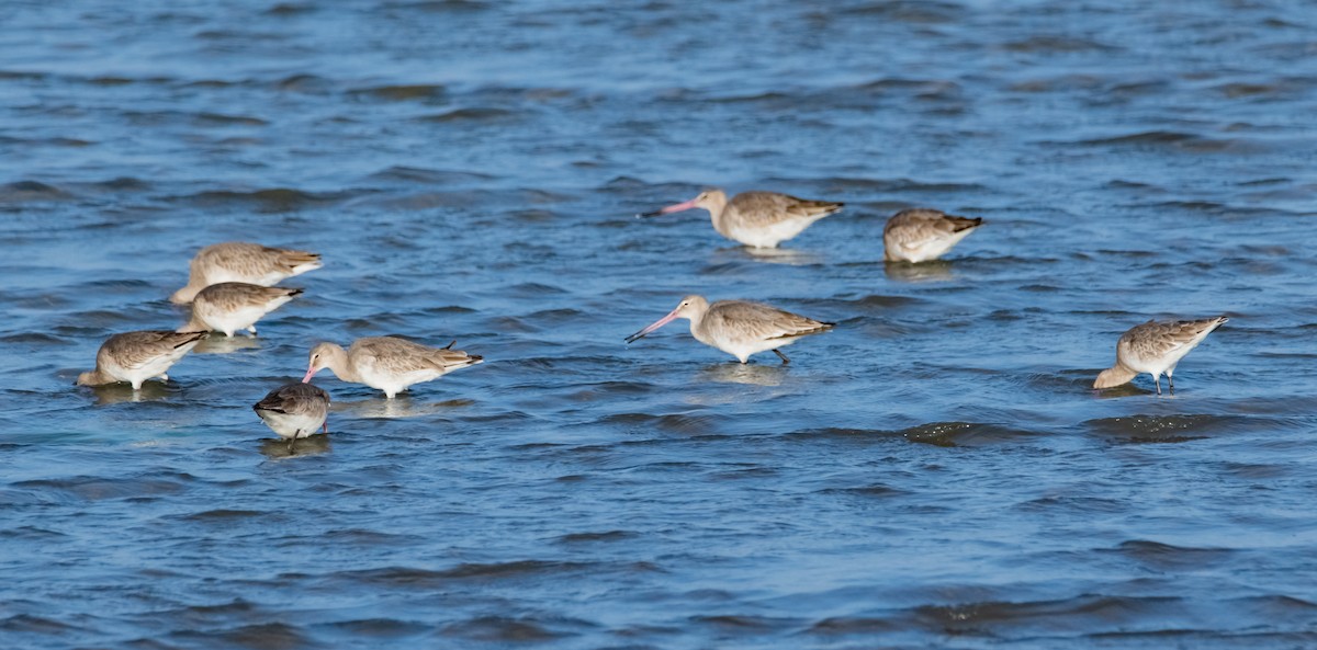 Black-tailed Godwit - Arun Raghuraman