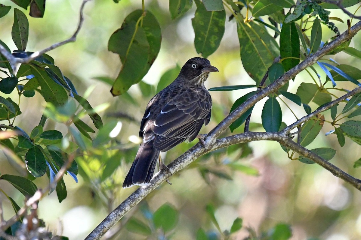 Pearly-eyed Thrasher - ML618075517