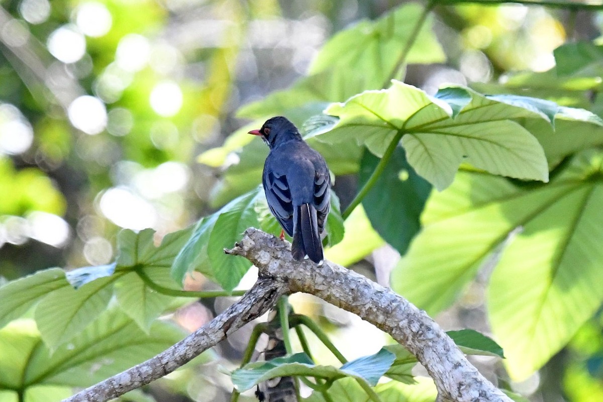 Red-legged Thrush - ML618075523