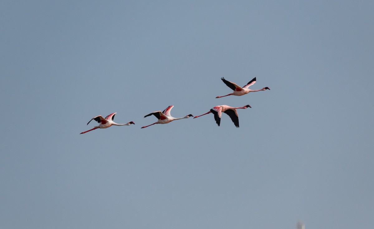 Lesser Flamingo - ML618075528