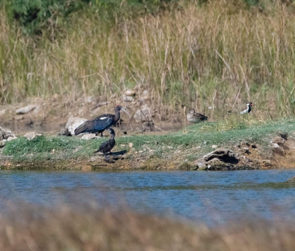 Red-naped Ibis - ML618075539