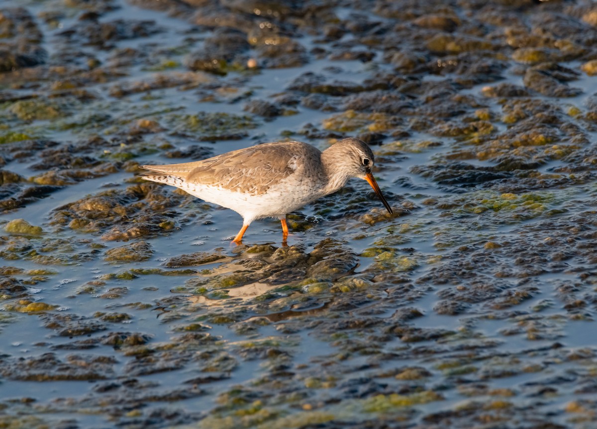 Common Redshank - ML618075544