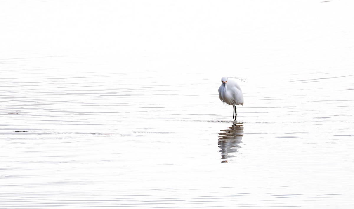 Little Egret - Sonia Boughton