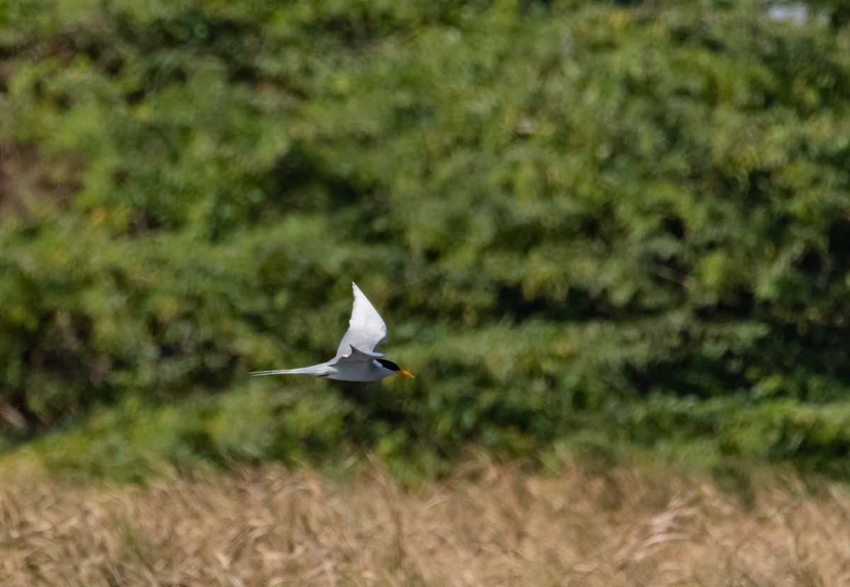 River Tern - Arun Raghuraman