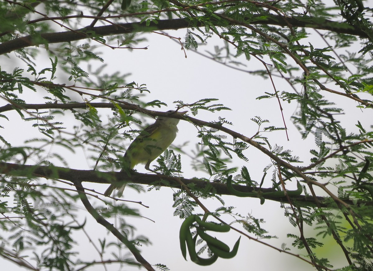 Bell's Vireo - Paul Linton