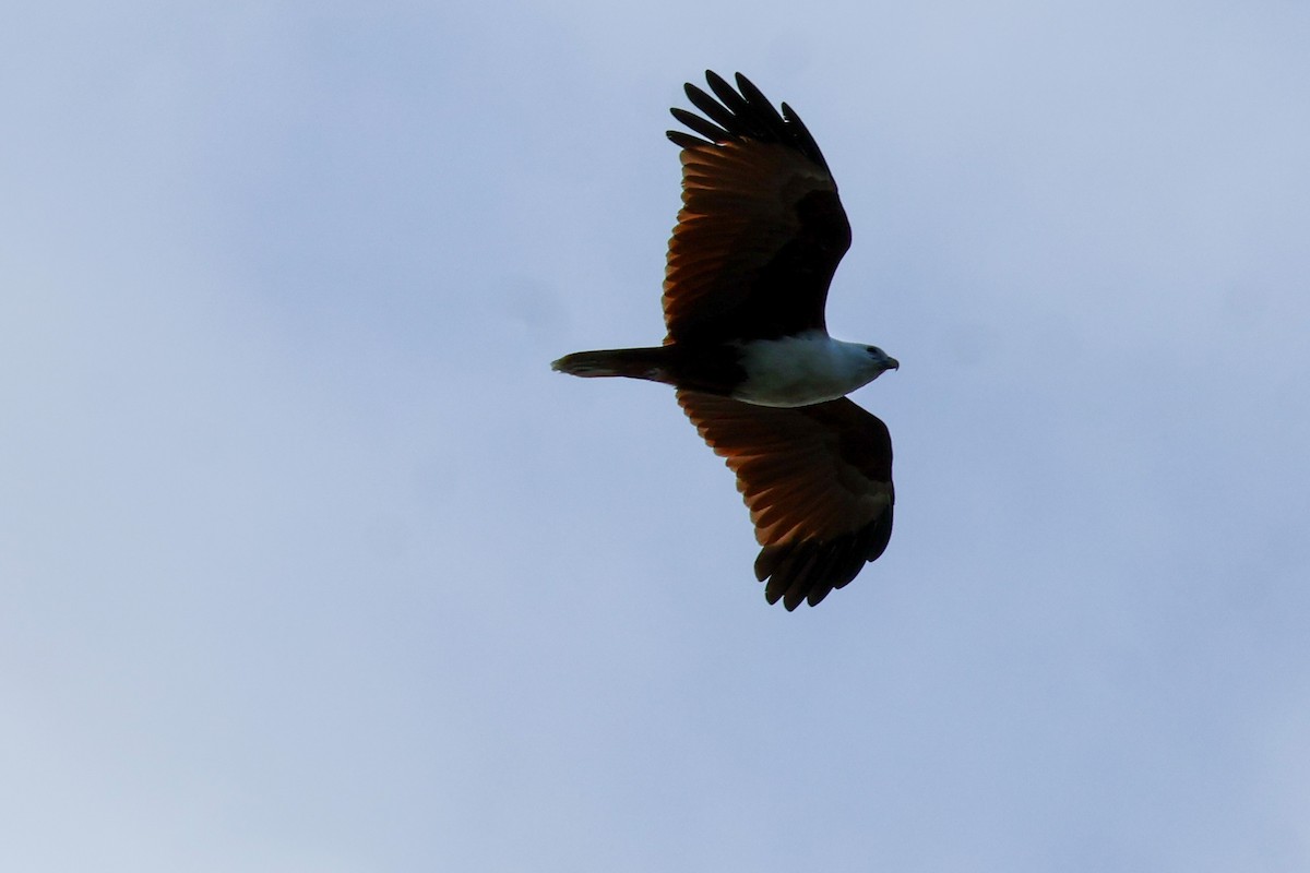 Brahminy Kite - ML618075560