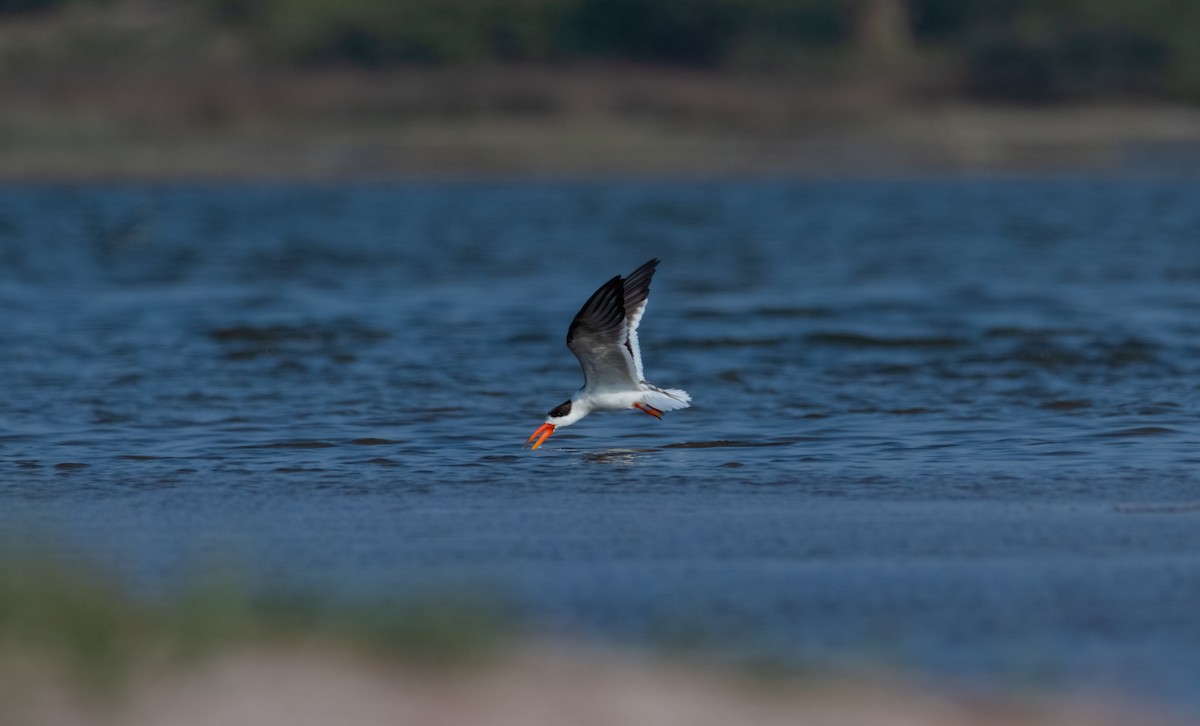 Indian Skimmer - ML618075564