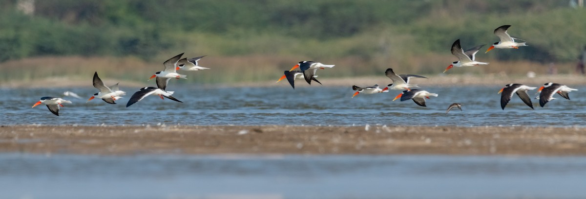 Indian Skimmer - ML618075566