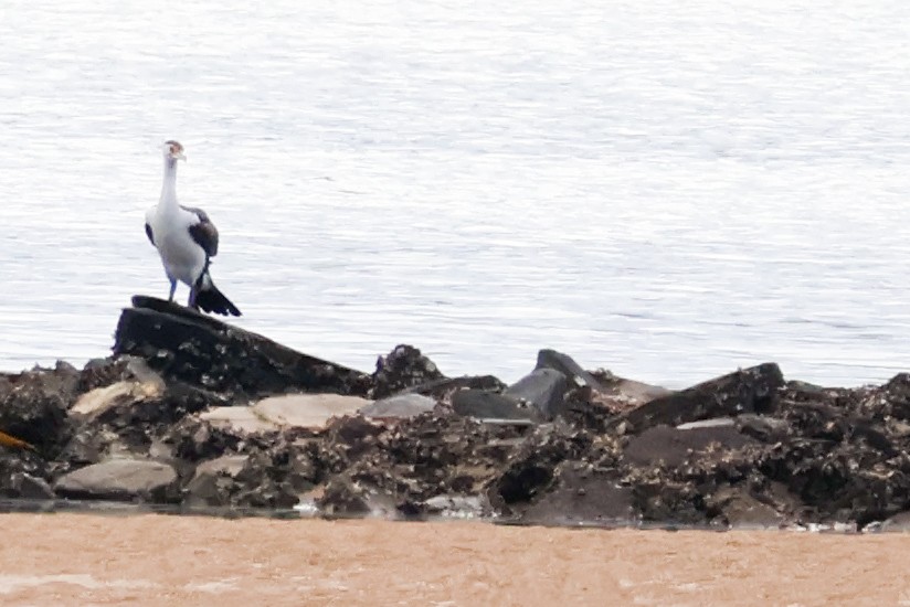 Pied Cormorant - ML618075574